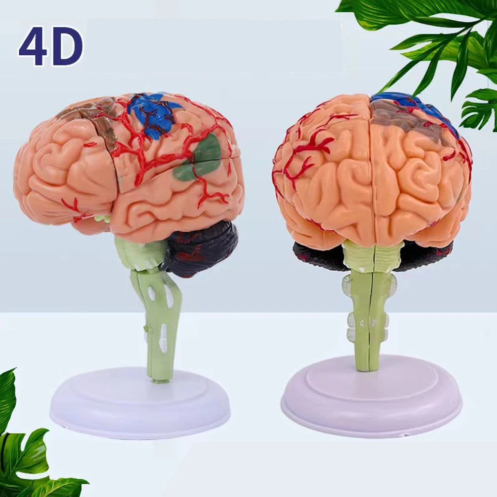 4D Disassembled Anatomical Human Brain Model Anatomy Medical Teaching Tool Statues Sculptures Medical School Use PVC 100% Brand