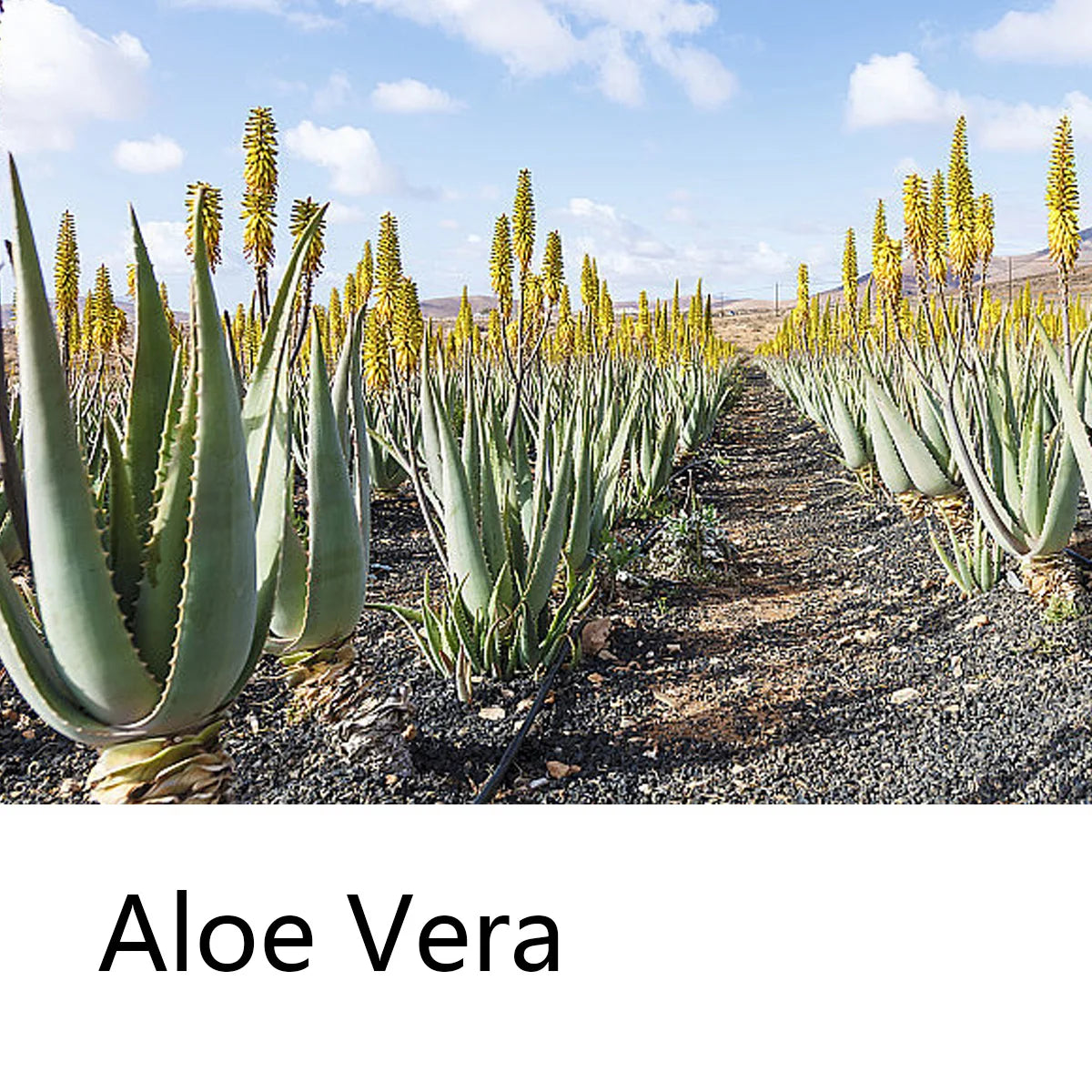 Aloe Vera Moisturizing Shampoo Bar, Plant Extract Essence Deep Cleaning Shampoo and Hair Care Soap
