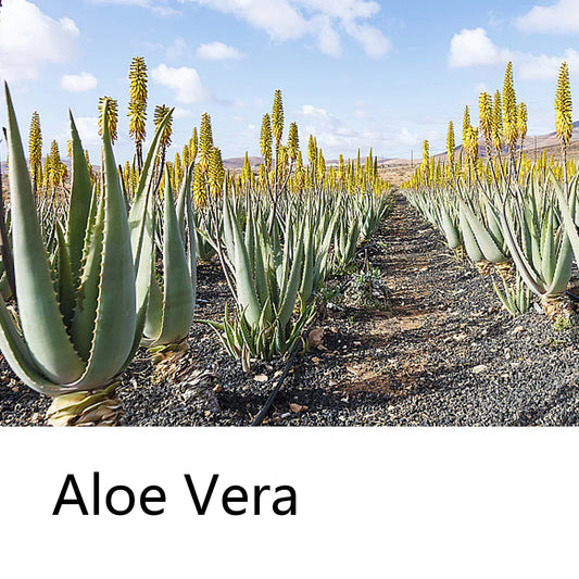 Aloe Vera Moisturizing Shampoo Bar, Plant Extract Essence Deep Cleaning Shampoo and Hair Care Soap