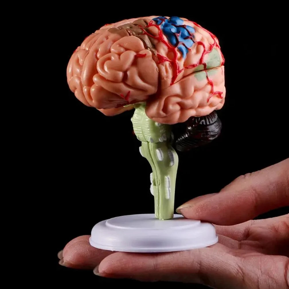 4D Disassembled Anatomical Human Brain Model Anatomy Medical Teaching Tool Statues Sculptures Medical School Use PVC 100% Brand
