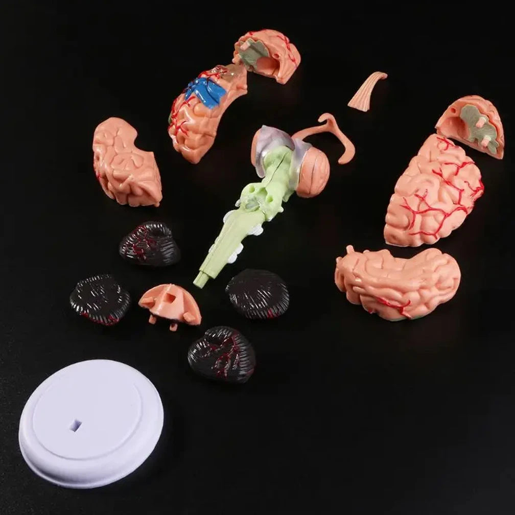 4D Disassembled Anatomical Human Brain Model Anatomy Medical Teaching Tool Statues Sculptures Medical School Use PVC 100% Brand