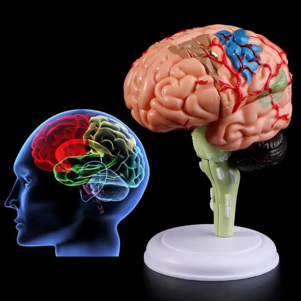4D Disassembled Anatomical Human Brain Model Anatomy Medical Teaching Tool Statues Sculptures Medical School Use PVC 100% Brand